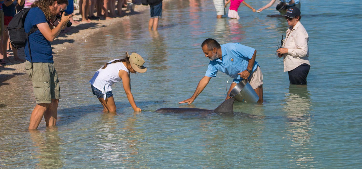 Feeding the dolphins at Monkey Mia